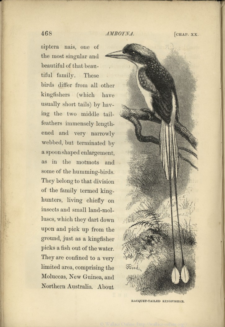Wallace A R 1869 The Malay Archipelago The Land Of The Orang Utan And The Bird Of Paradise A Narrative Of Travel With Studies Of Man And Nature London Macmillan And Co Volume 1