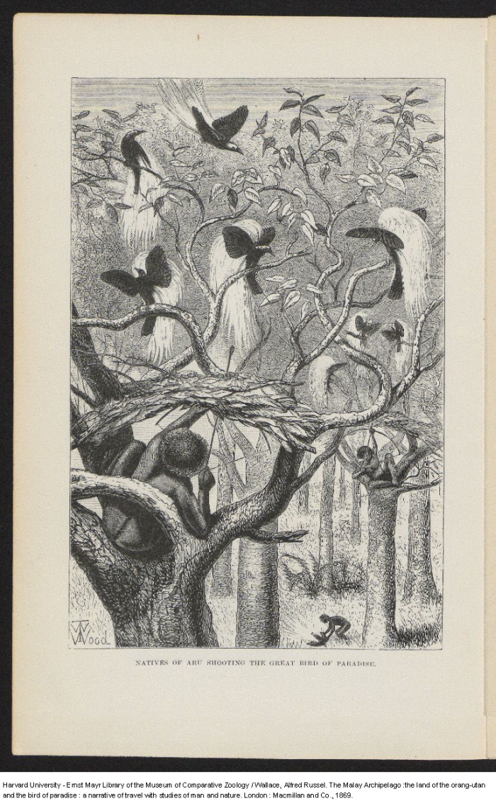 Wallace A R 1869 The Malay Archipelago The Land Of The Orang