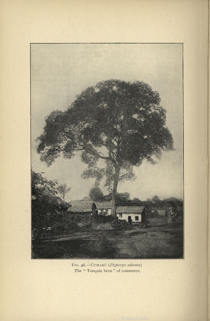 wallace a r ed 1908 notes of a botanist on the amazon and andes london macmillan co volume 1