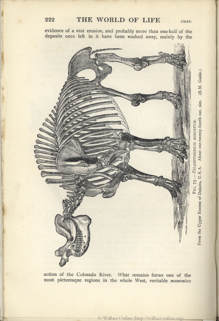 Geology . Fig. 376.—A pterodactyl, Pterodactylus spectabilis, from