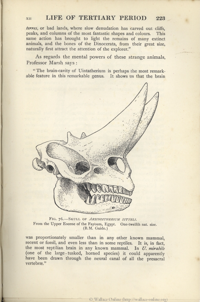 Geology . Fig. 376.—A pterodactyl, Pterodactylus spectabilis, from