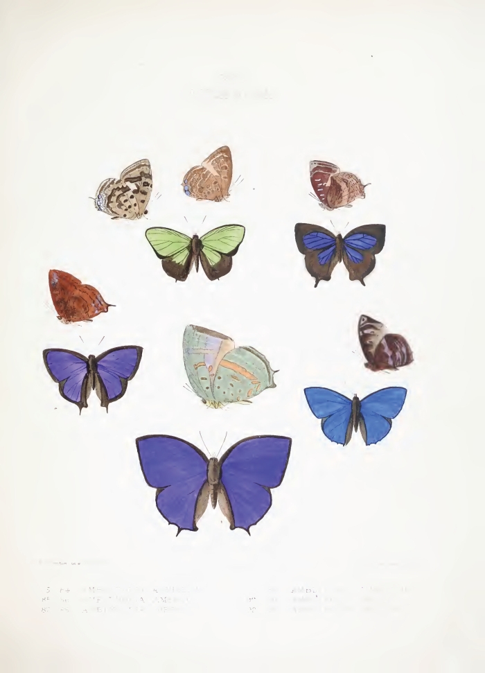 alfred russel wallace butterflies