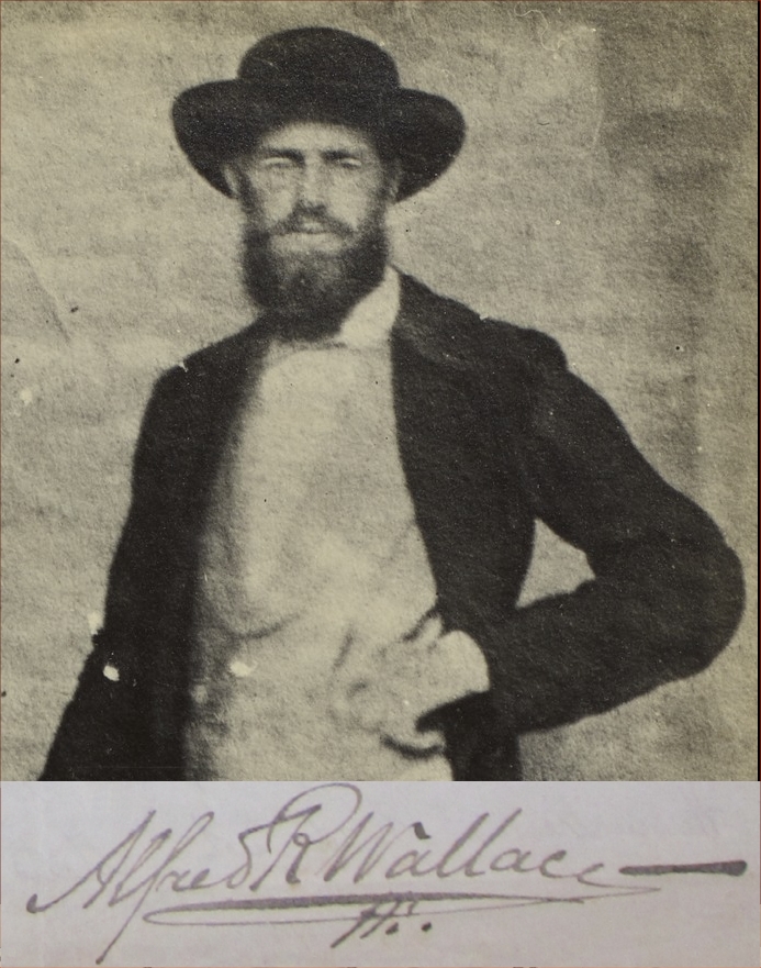 Photograph of Wallace in Singapore in 1862 Photograph of Wallace in Singapore in 1862